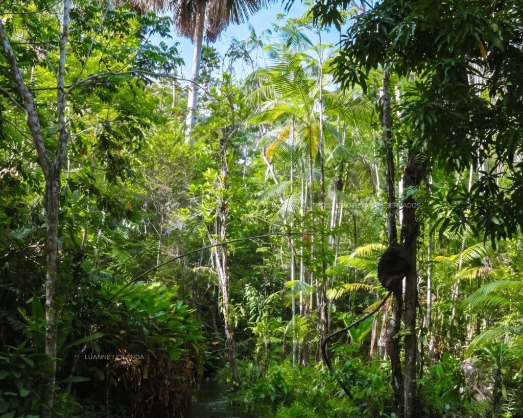 Vegetação Maranhão