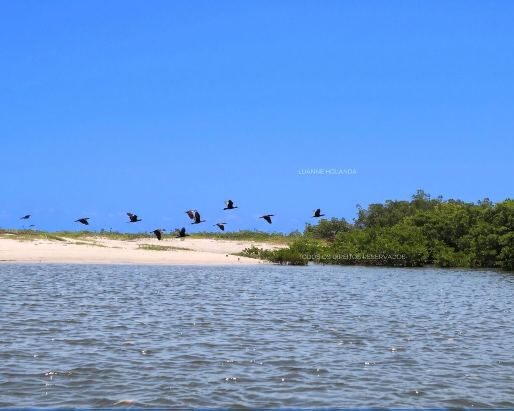 Aves numa praia de Paço do Lumiar — foto de Luanne Holanda