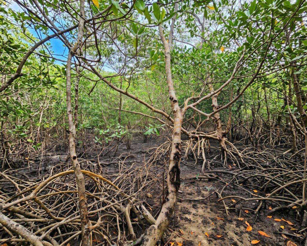 Mangue em Paço do Lumiar — foto de Luanne Holanda