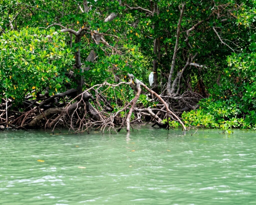 Mangue em Paço do Lumiar — foto de Luanne Holanda