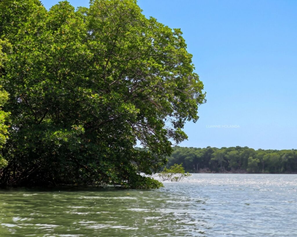 Mangue em Paço do Lumiar — foto de Luanne Holanda