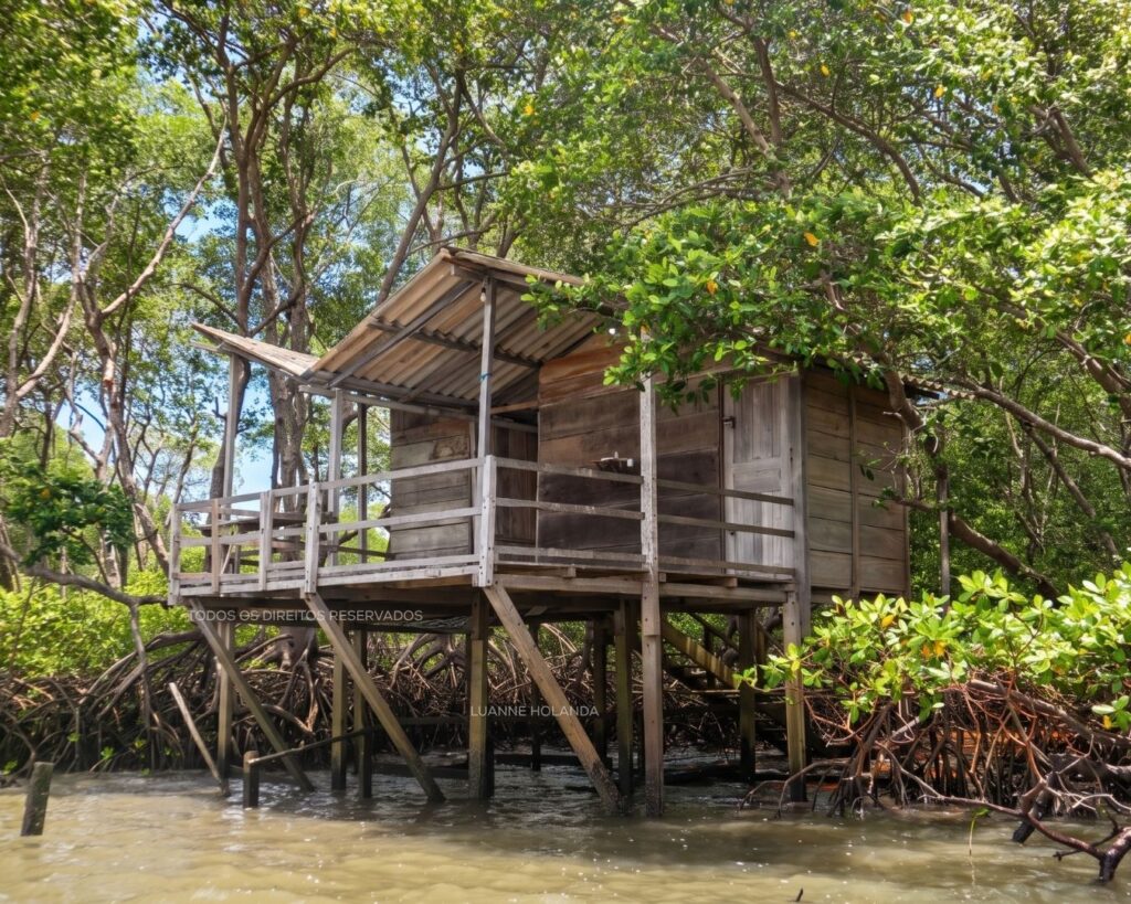 Mangue em Paço do Lumiar — foto de Luanne Holanda