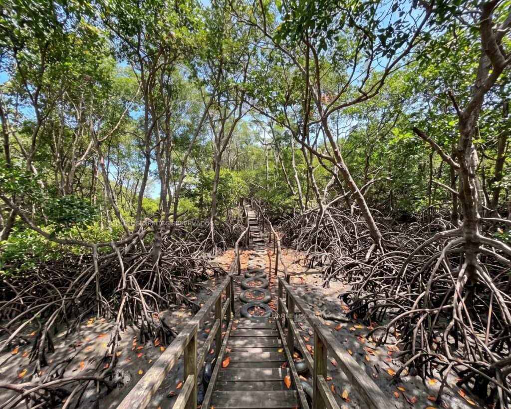 Passarela no mangue em Paço do Lumiar — foto de Luanne Holanda