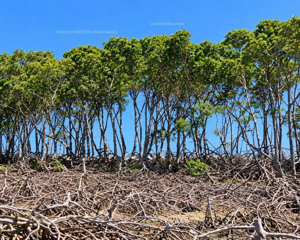 Passeios na Raposa, Maranhão