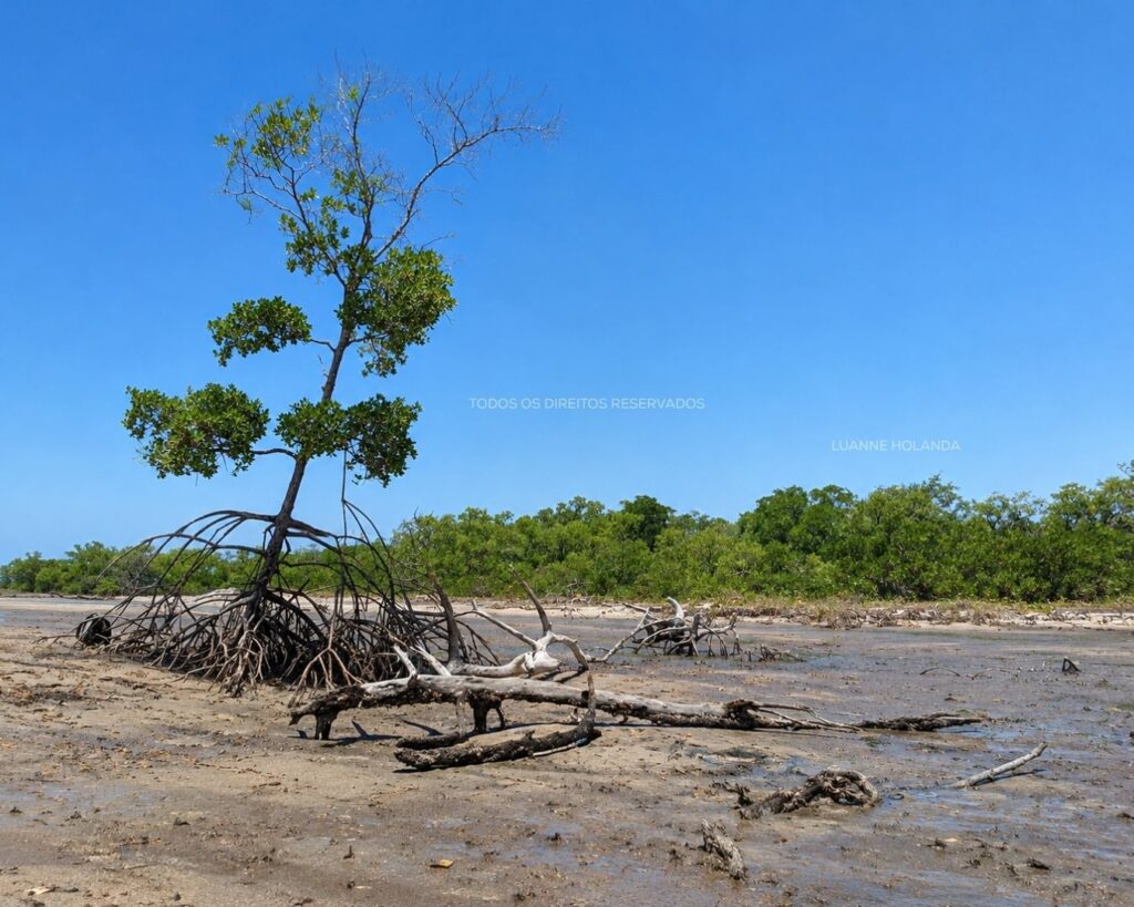 Passeios na Raposa, Maranhão