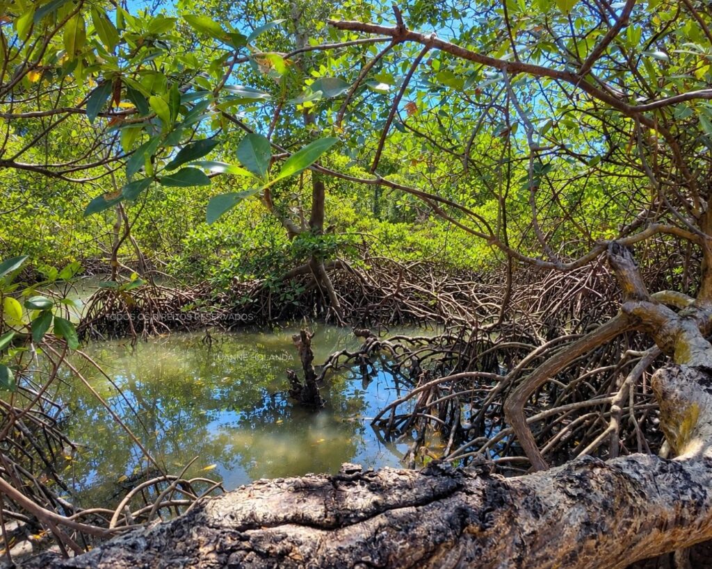 Passeios na Raposa, Maranhão