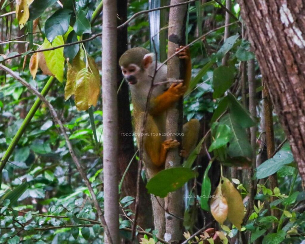 Praças e parques de São Luís — foto de Luanne Holanda