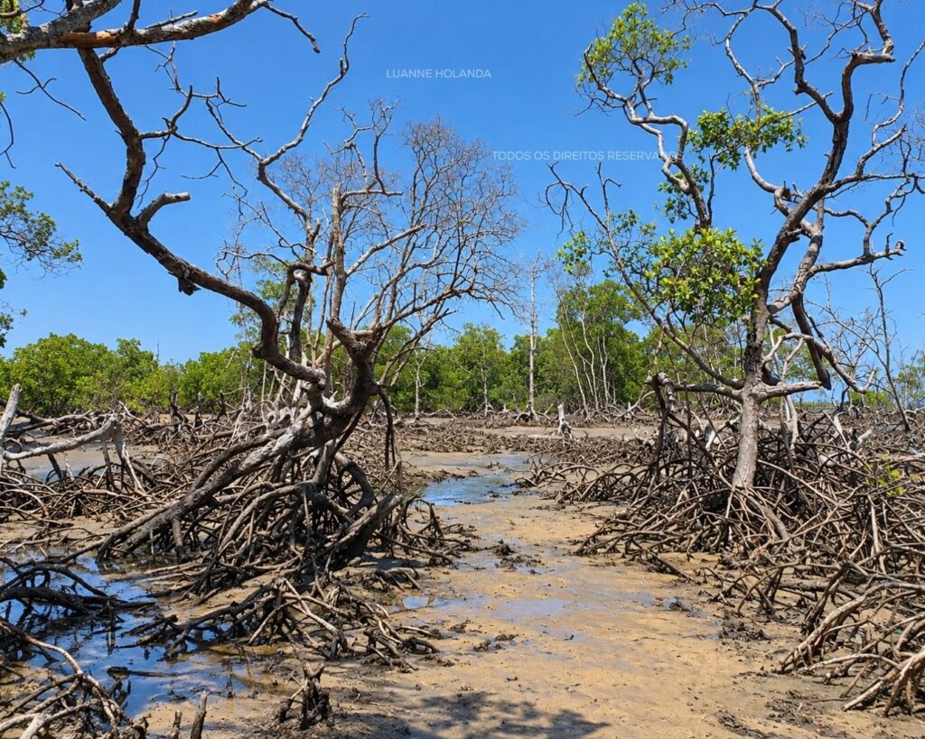 Raposa, Maranhão