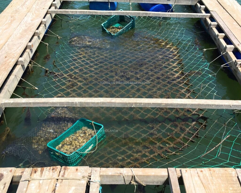 Raposa, Maranhão